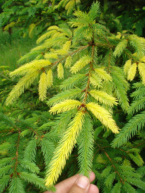 Picea abies 'Aivars Variegated'